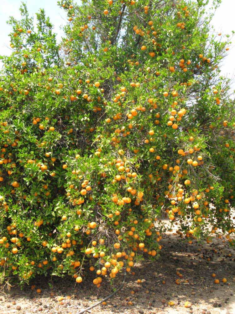            Fruit (Riverside, CA)   